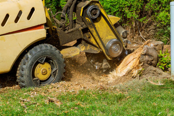 How Our Tree Care Process Works  in  Buena Park, CA